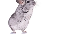 Hogyan kell kiképezni chinchilla otthon